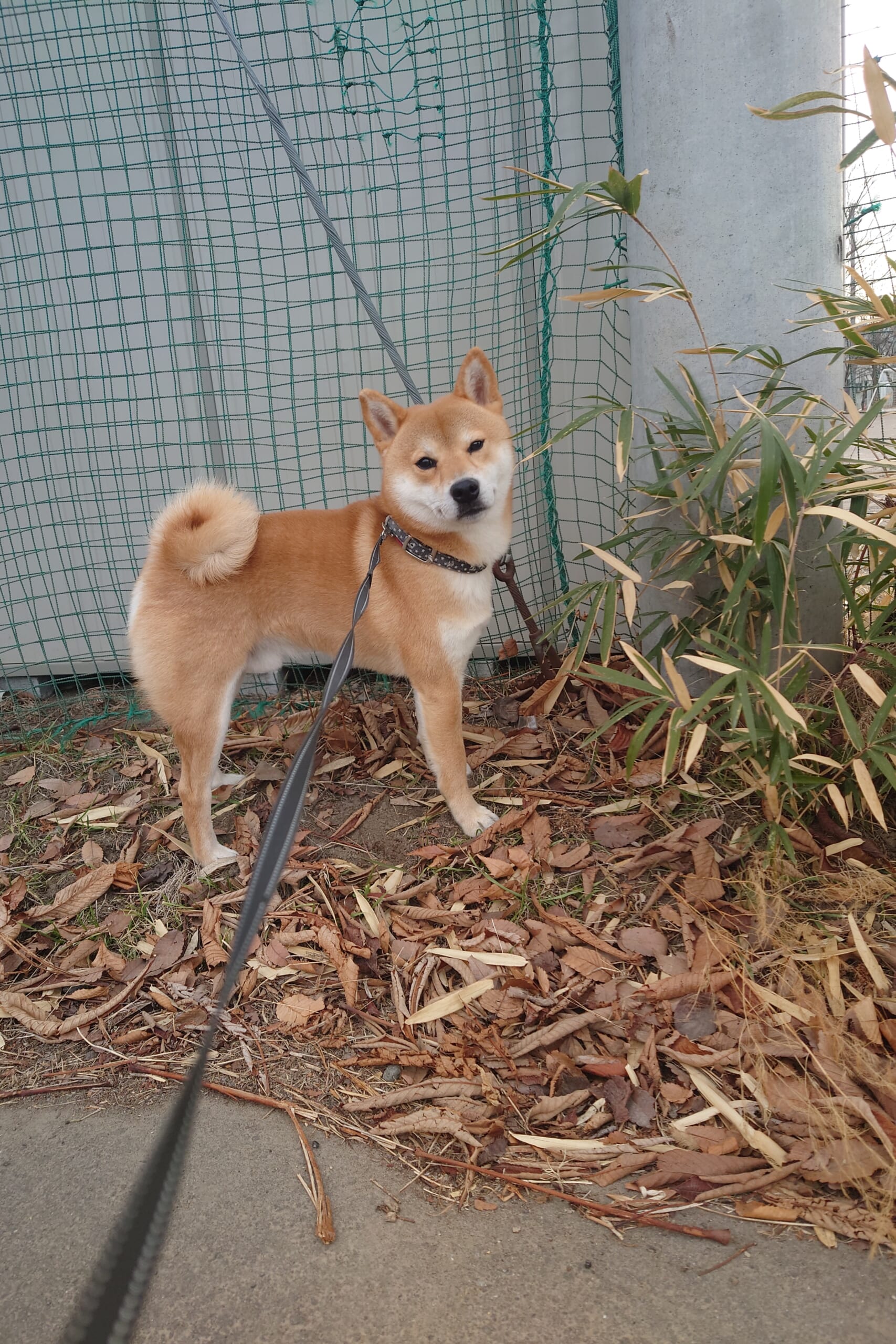 犬見知り犬 ドッグラン初挑戦