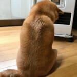 怖い((((;゜Д゜)))柴犬