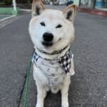 元気な柴犬