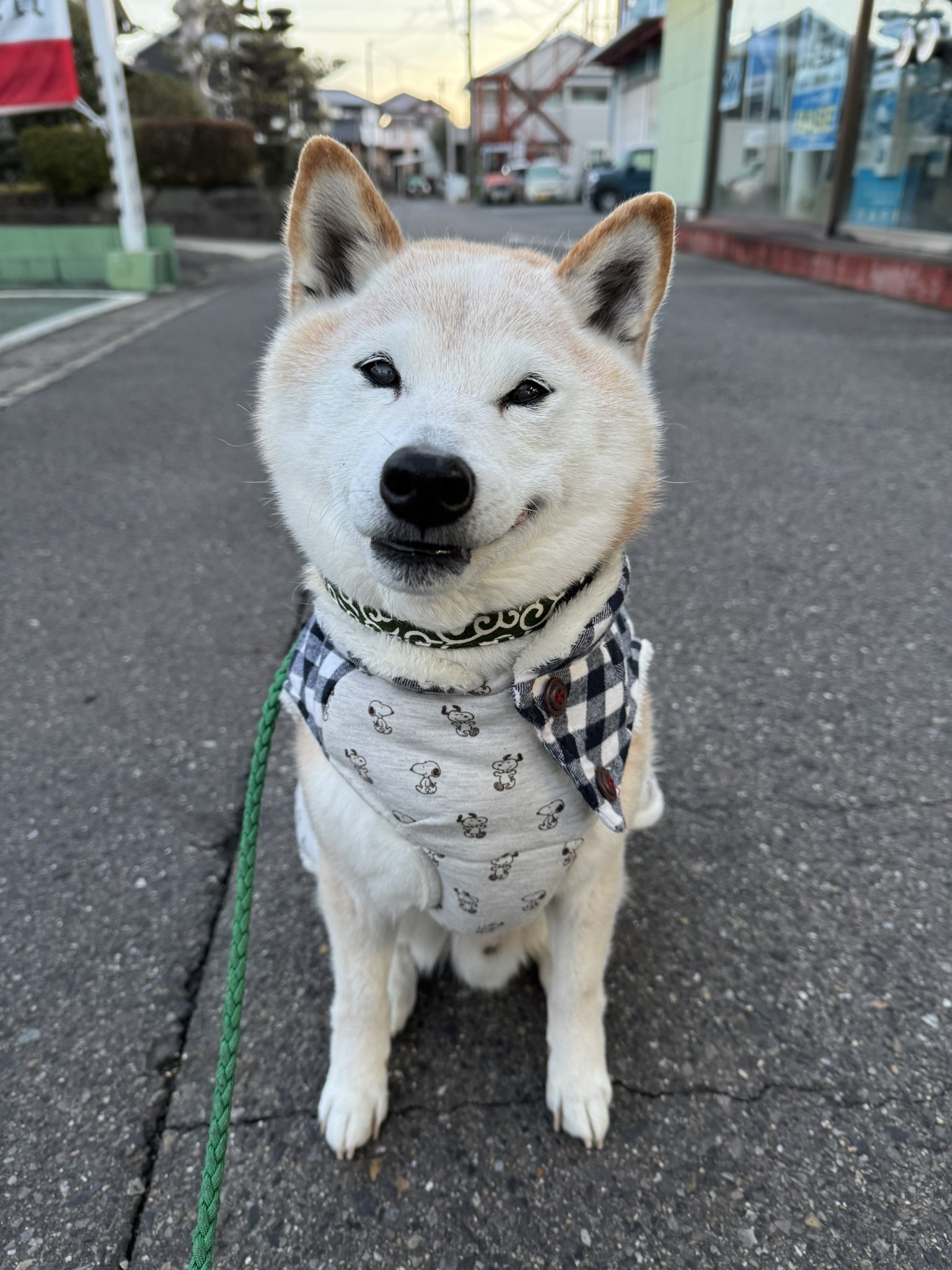 元気な柴犬