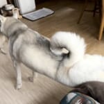 柴犬vsハスキー犬