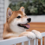 柴犬なぜ子供に吠える？