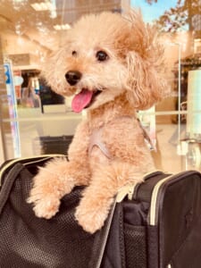 犬🐕から学ぶこと