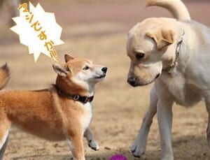 【犬と会話できる日は来る？】未来のペットテックと“犬語翻訳”の可能性を探る！