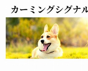 【犬のカーミングシグナル完全ガイド】しぐさでわかる“犬の心の声”とは？