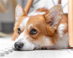 【犬のストレスサイン10選】あなたの愛犬、気づかぬうちにストレスを感じていませんか？