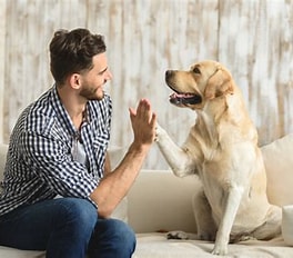 【犬との信頼関係を深める方法5選】愛犬との絆を育てる毎日の習慣とは？