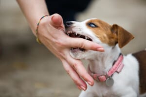 【保存版】犬に嚙まれて出血！正しい応急処置と注意点を徹底解説｜病院に行くタイミングも紹介