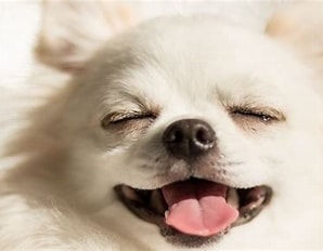 【犬種別ランキング】感情表現が豊かな犬TOP10｜しぐさや表情でわかる“心の声”