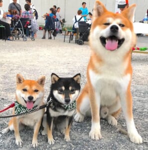 【実話】柴犬＆豆柴の感動エピソードベスト3｜忠義と絆が生んだ心あたたまる物語