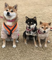 【保存版】柴犬＆豆柴の実際にあった“おもしろエピソード”ベスト3｜笑って癒される犬との日常劇場