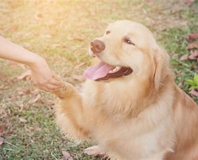 【保存版】人間が犬に望むことベスト5｜愛犬とのより良い関係を築くためにできること