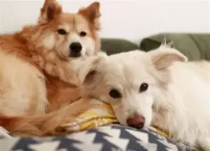 【犬の昔と現在】人との関係はどう変わった？歴史・進化・役割をまるごと解説！