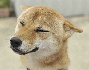 【犬の気持ち】犬が飼い主に対して常に思っていることとは？｜愛犬家必見の豆知識も紹介