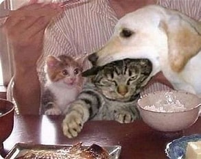 【実話】犬と猫のおもしろエピソードベスト3｜笑って癒やされる“異種友情物語”