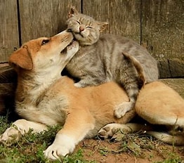 【実話】犬と猫の感動エピソードベスト3｜異種の絆が教えてくれる“本当のやさしさ”
