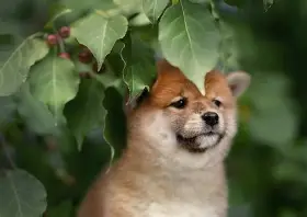 柴犬と雨の日の散歩｜嫌がる理由から上手な付き合い方まで